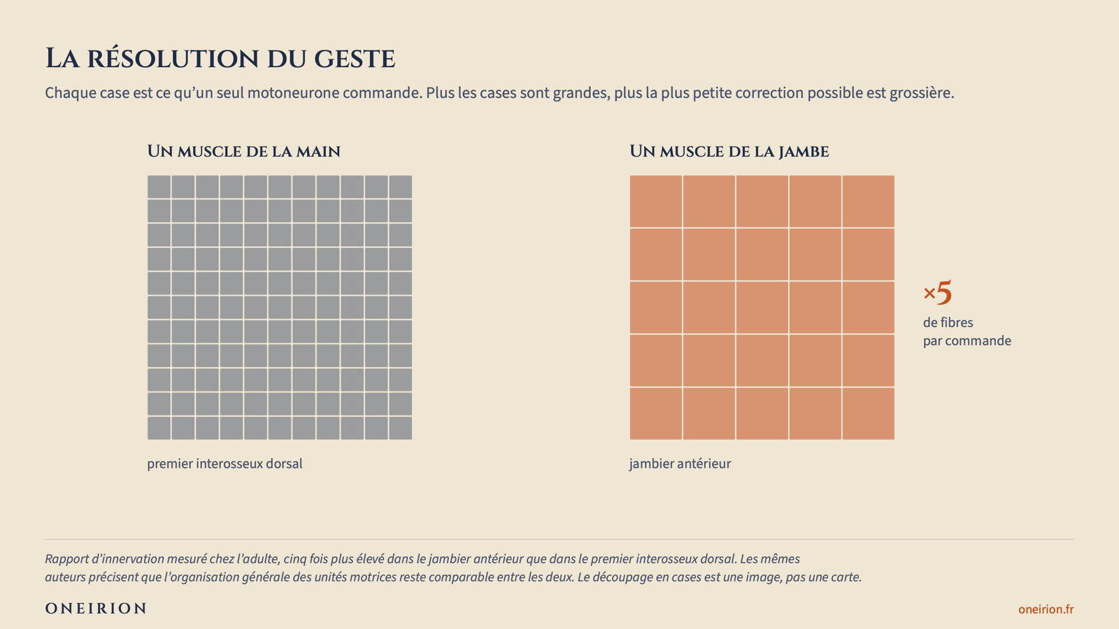 Deux grilles de cases comparant la résolution motrice d'un muscle de la main et d'un muscle de la jambe. La grille de la main compte cinq fois plus de cases que celle de la jambe, à effectif de fibres égal, ce qui figure la finesse de correction cinq fois plus grande accessible à la main.