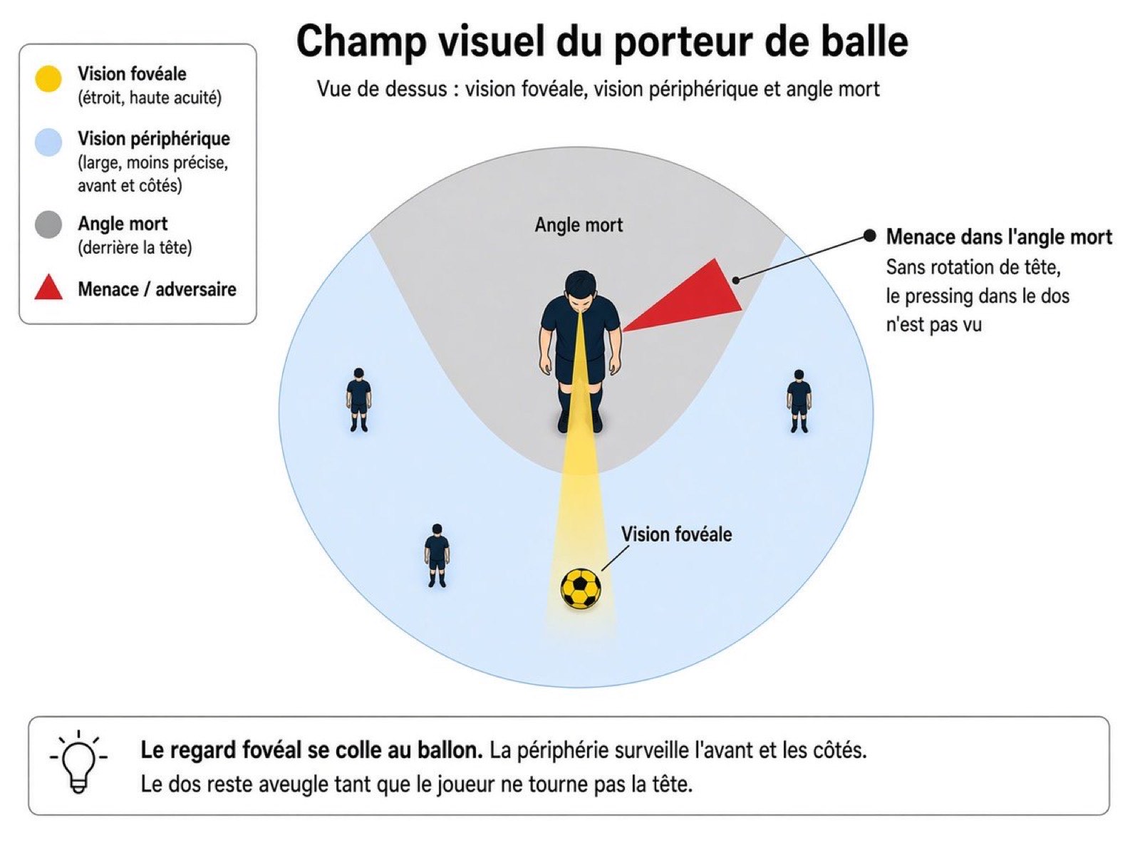 Vue de dessus du champ visuel d'un porteur de balle : un cône jaune de vision fovéale dirigé vers le ballon, une zone bleue de vision périphérique devant et sur les côtés, et une zone grise d'angle mort derrière la tête où une menace n'est pas vue tant que la tête ne tourne pas.